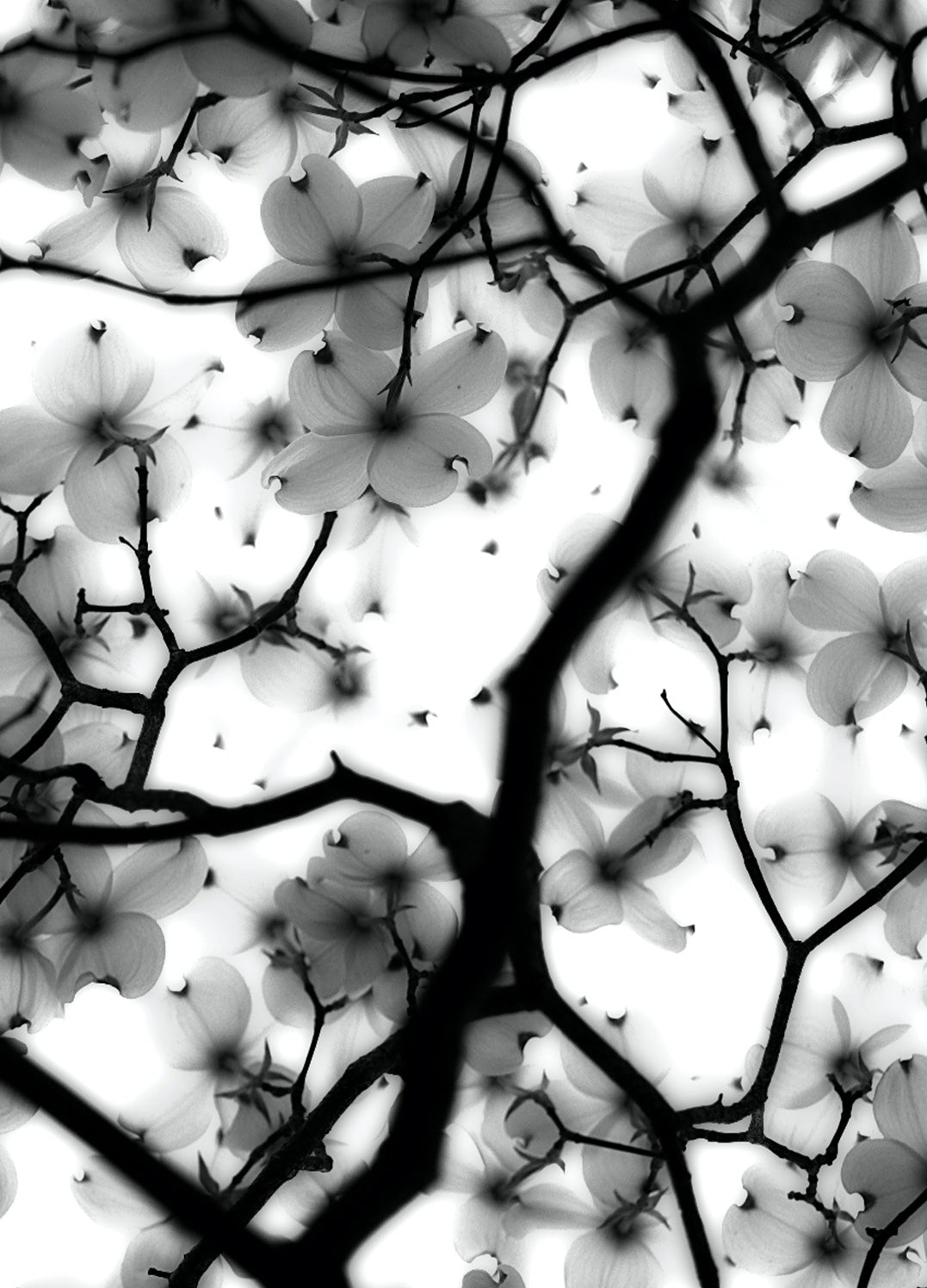 Canvastavla - Magic Cherry