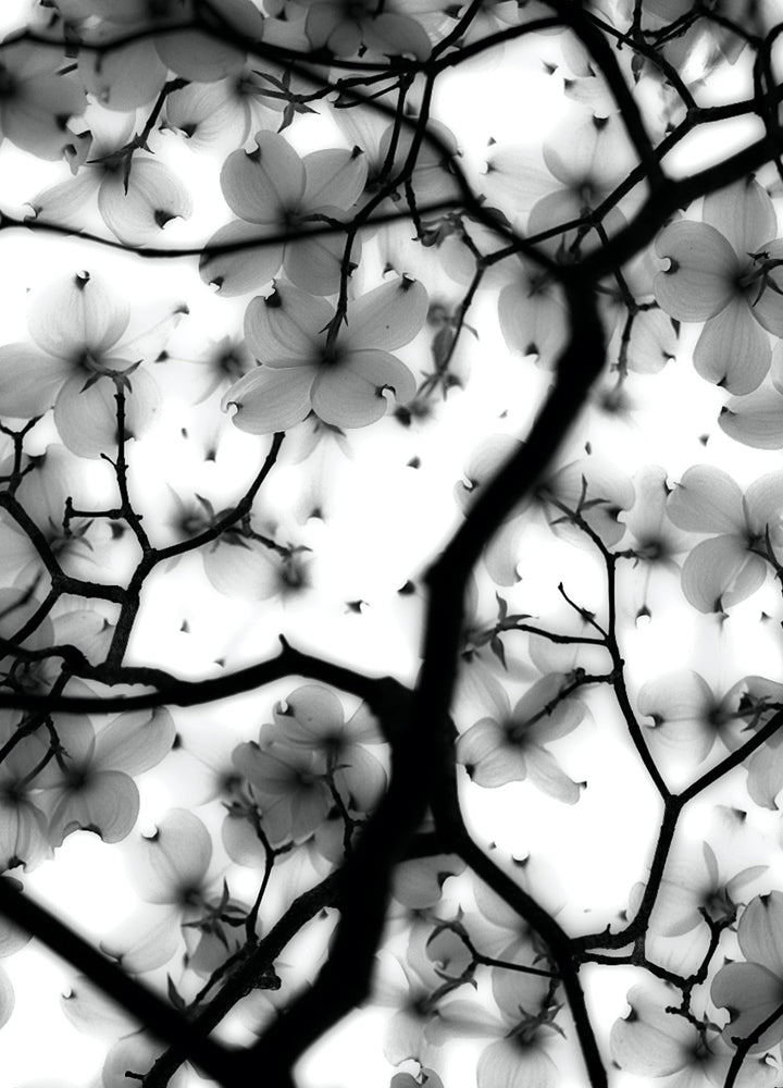 Canvastavla - Magic Cherry