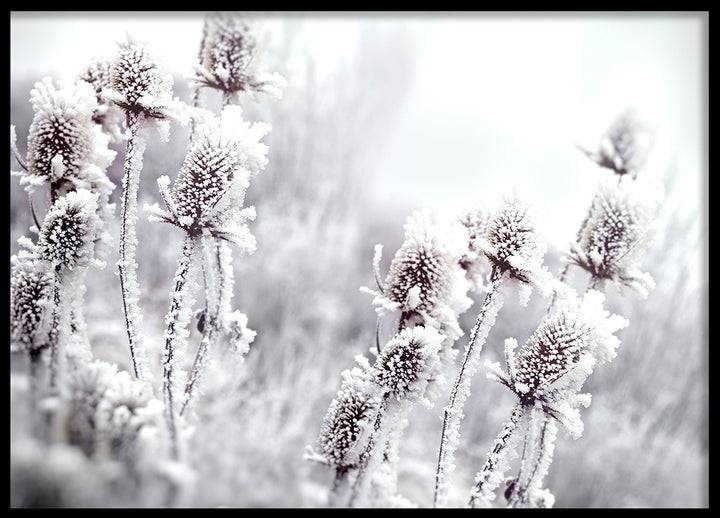 Poster - Blossom In The Snow
