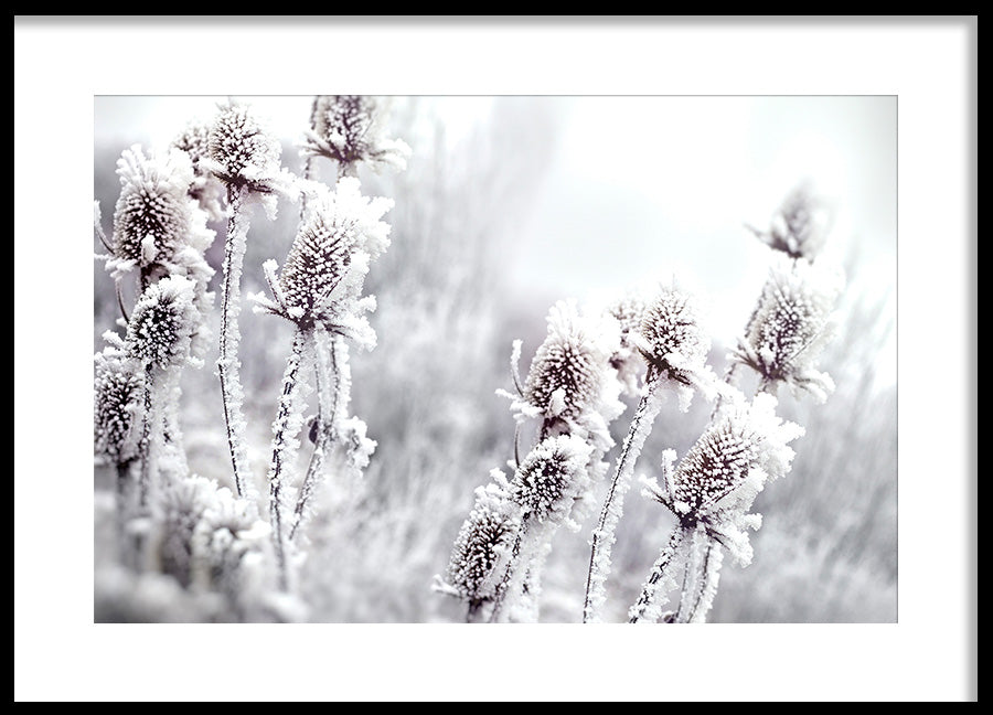 Poster - Blossom In The Snow