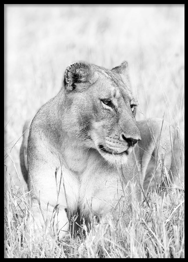 Poster - Lion Queen