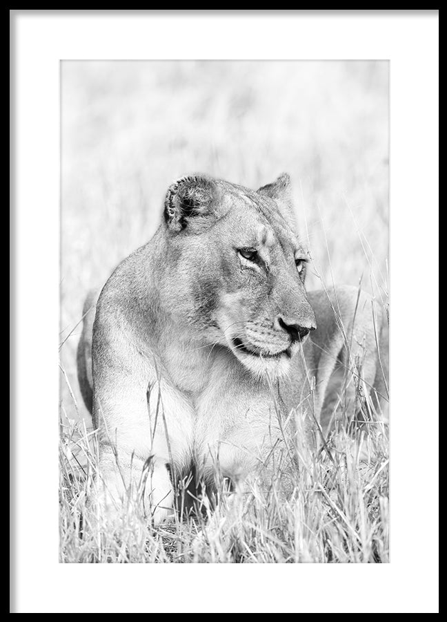 Poster - Lion Queen