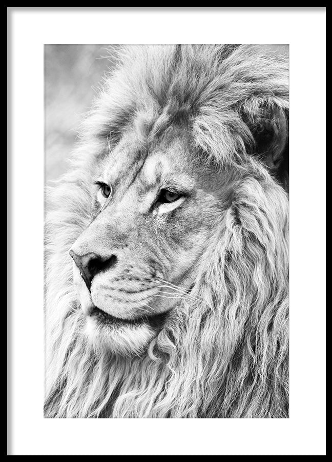 Poster - Lion King