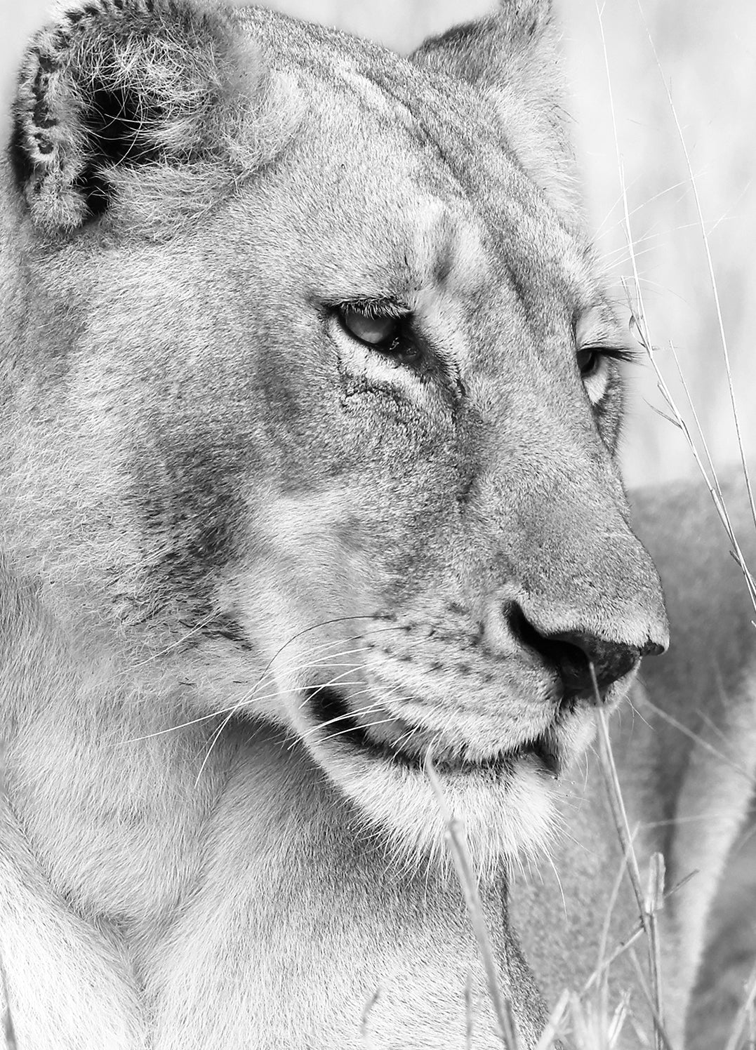 Canvastavla - Lion Queen