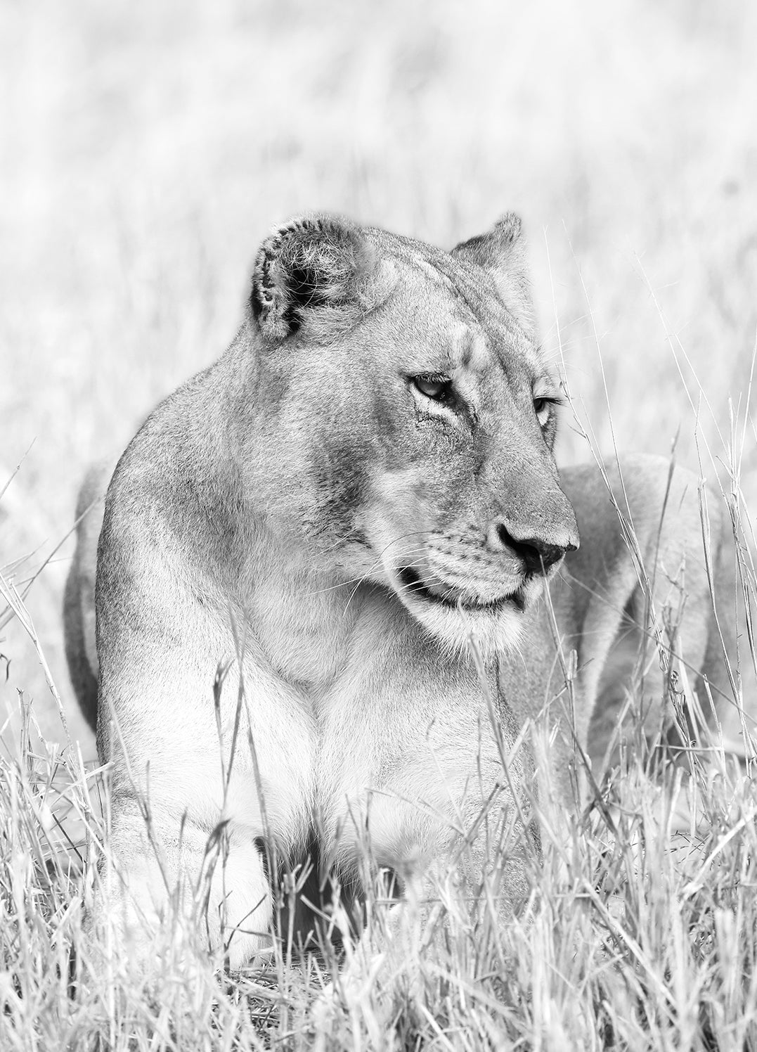 Canvastavla - Lion Queen
