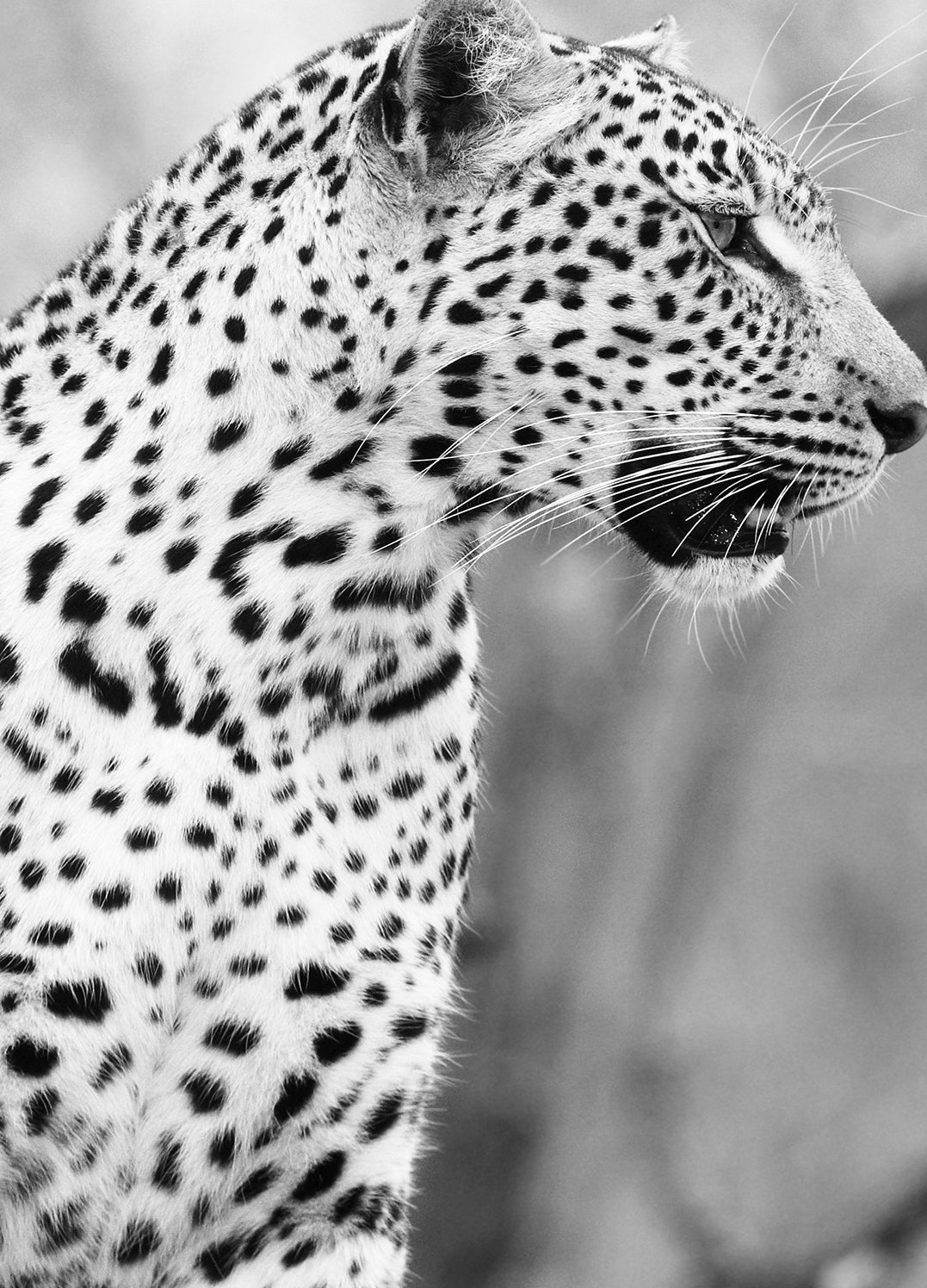Canvastavla - Focus | Gray