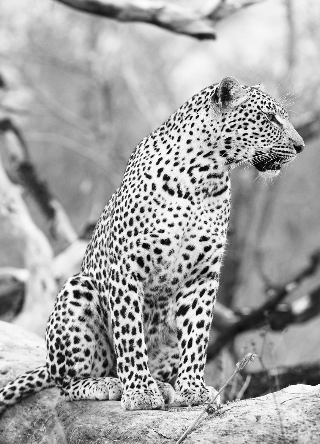 Canvastavla - Focus | Gray