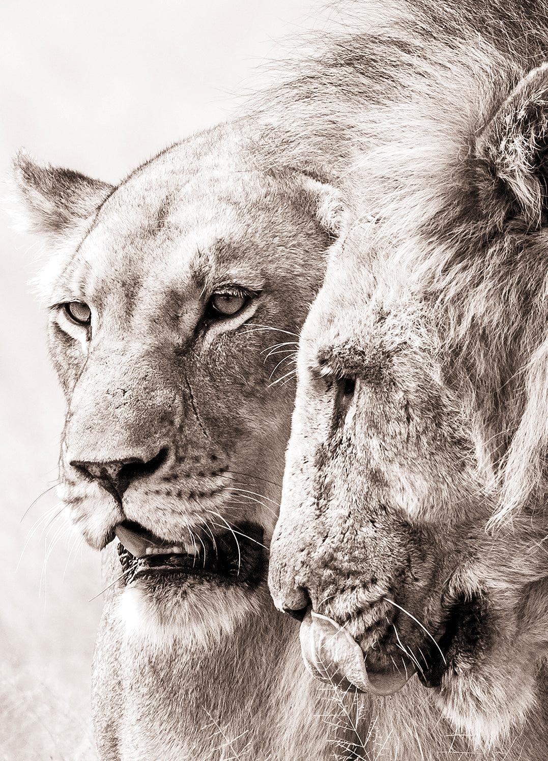 Tavla - A King Will Always Protect His Queen