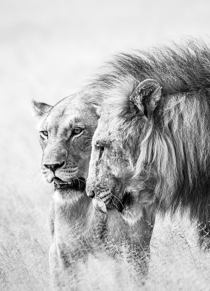 Canvastavla - A King Will Always Protect His Queen | Gray
