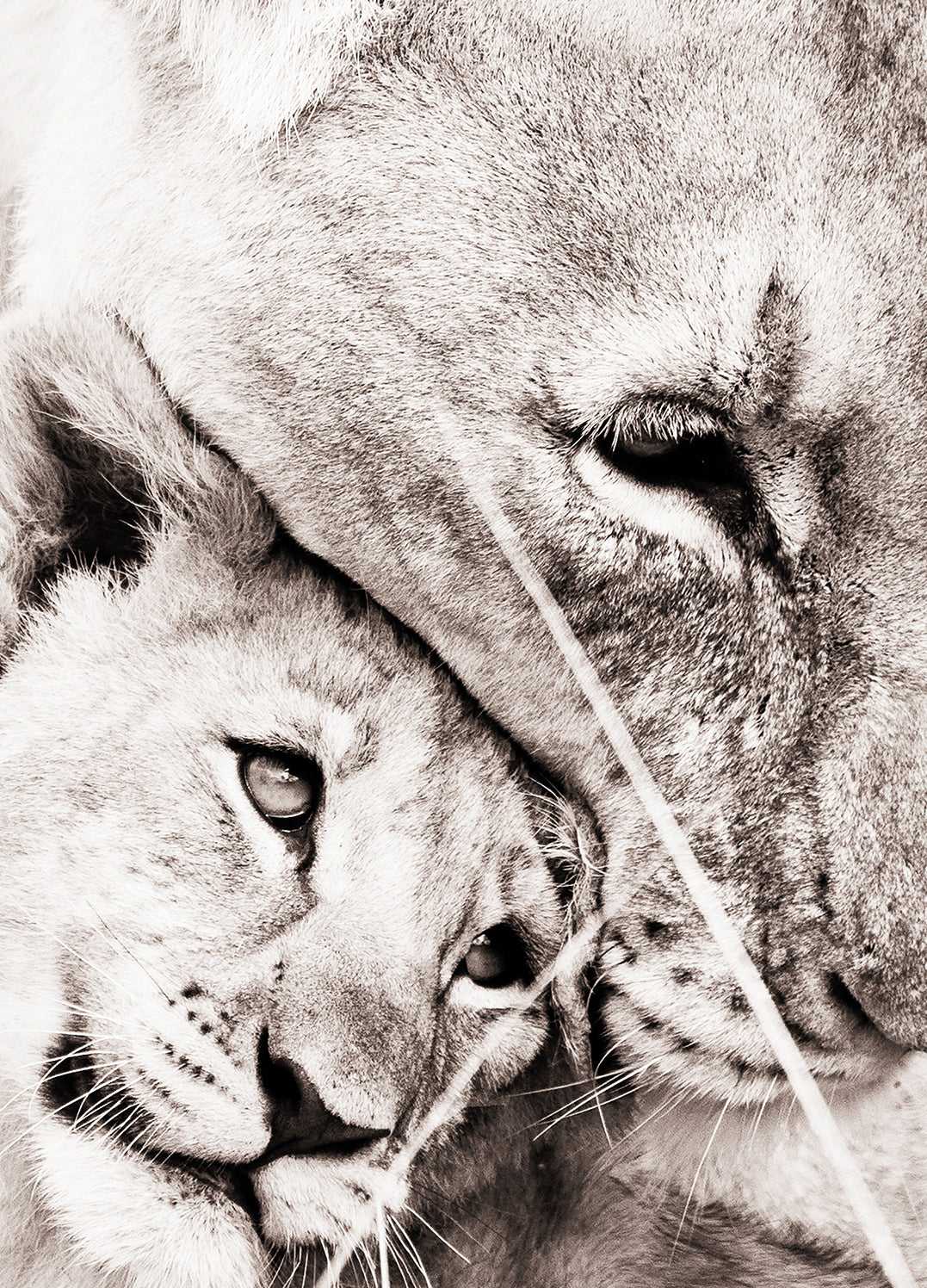 Tavla - Maternal Love