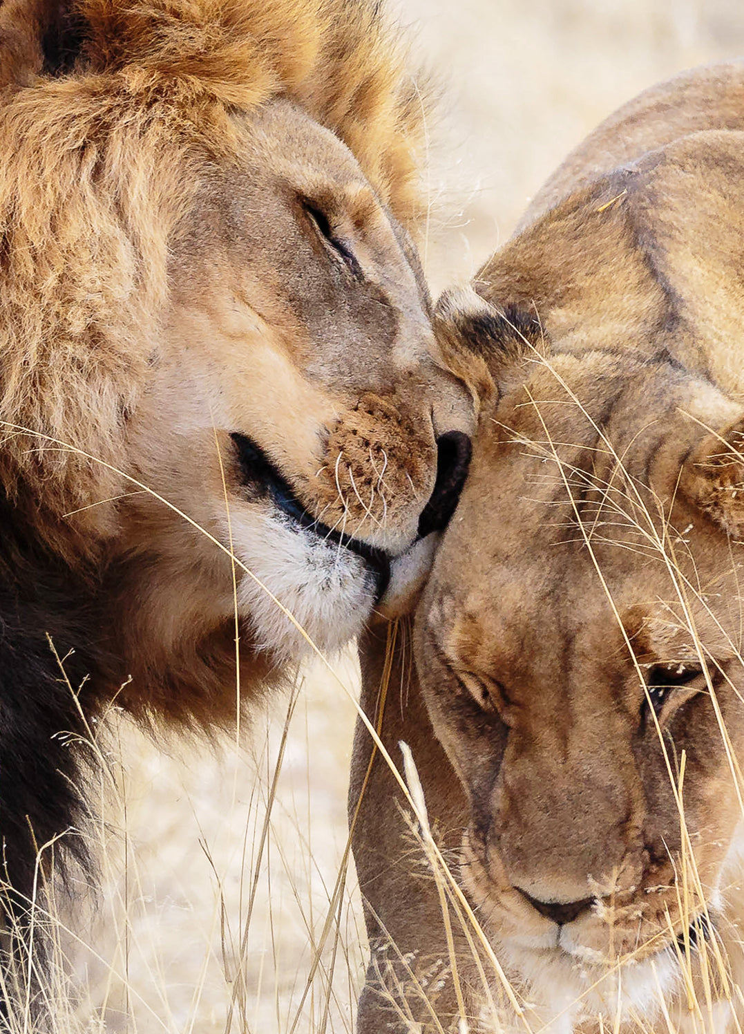 Canvastavla - A King Only Bows Down to His Queen