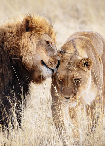 Canvastavla - A King Only Bows Down to His Queen