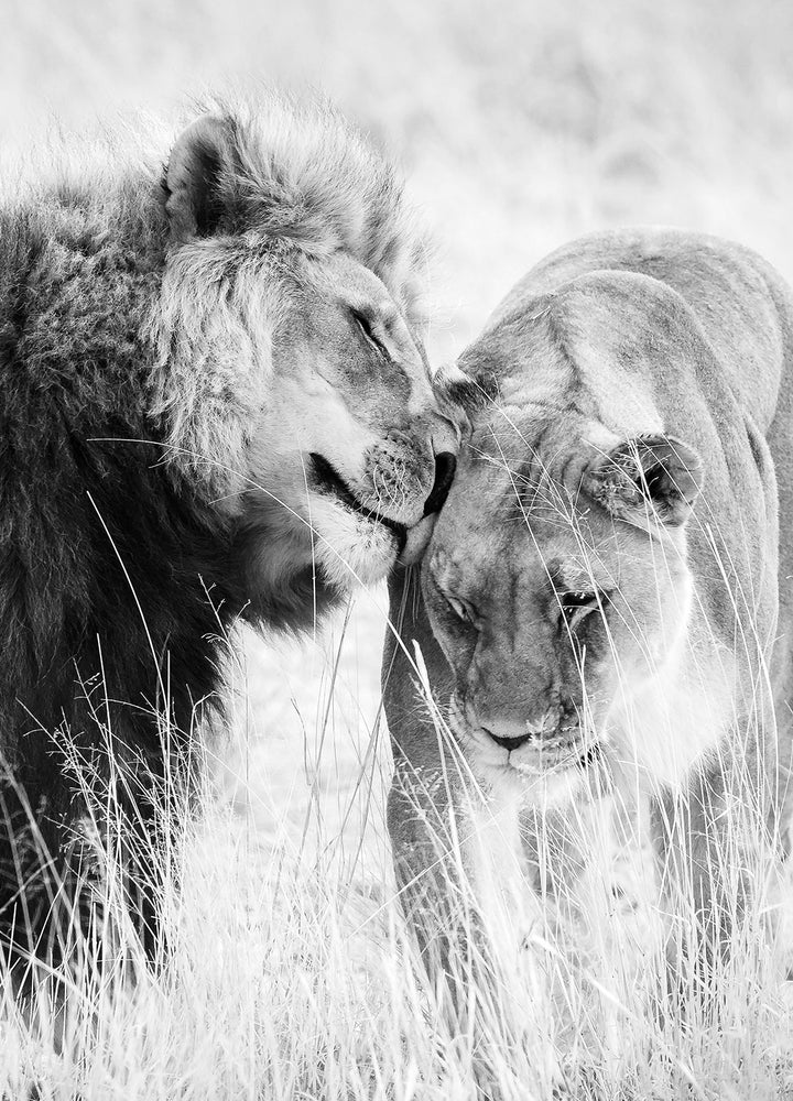 Canvastavla - A King Only Bows Down to His Queen | Gray