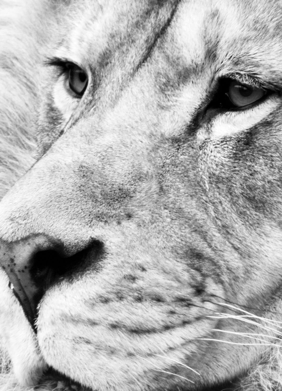 Canvastavla - Lion King