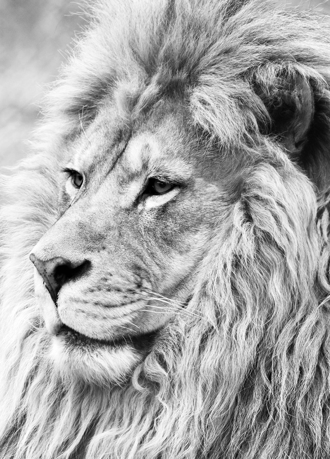 Canvastavla - Lion King