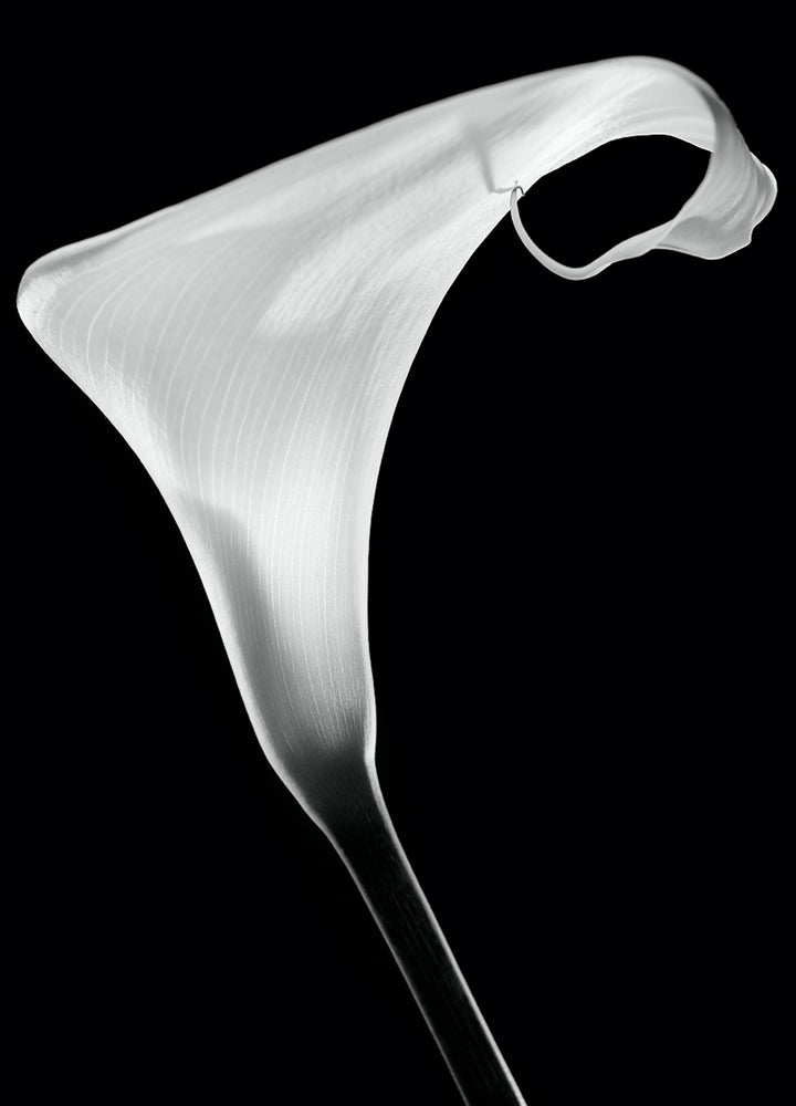 Canvastavla - White Lily