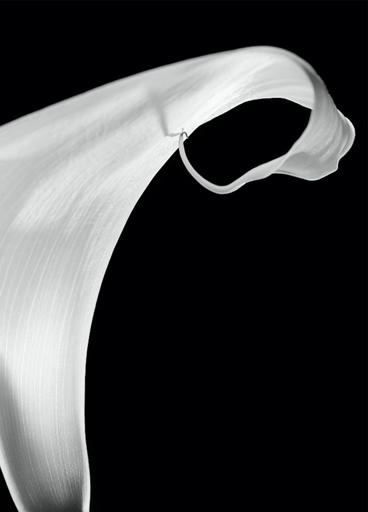 Canvastavla - White Lily