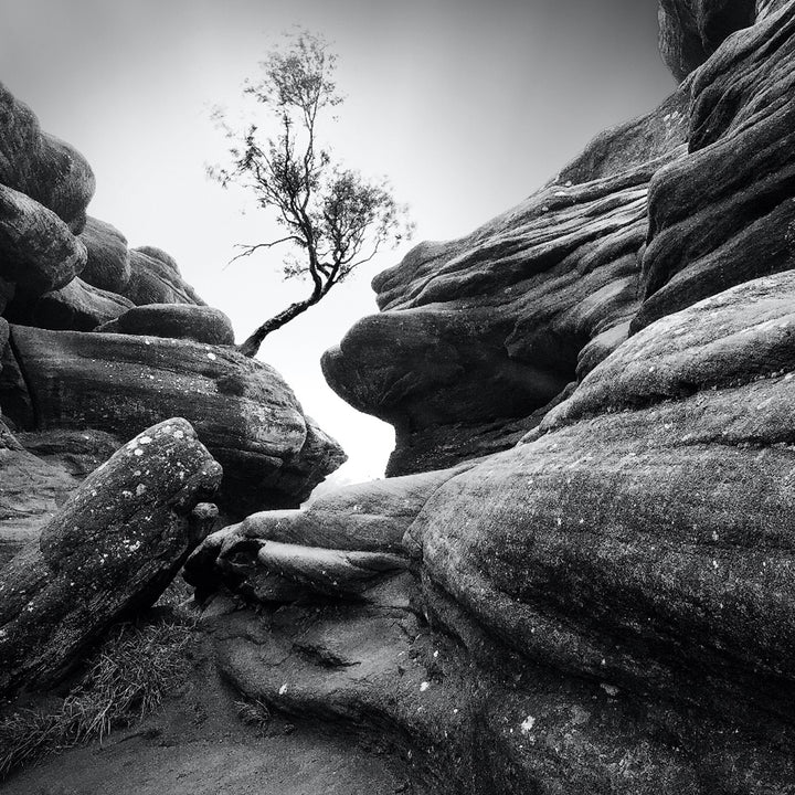 Canvastavla - Stubbornness