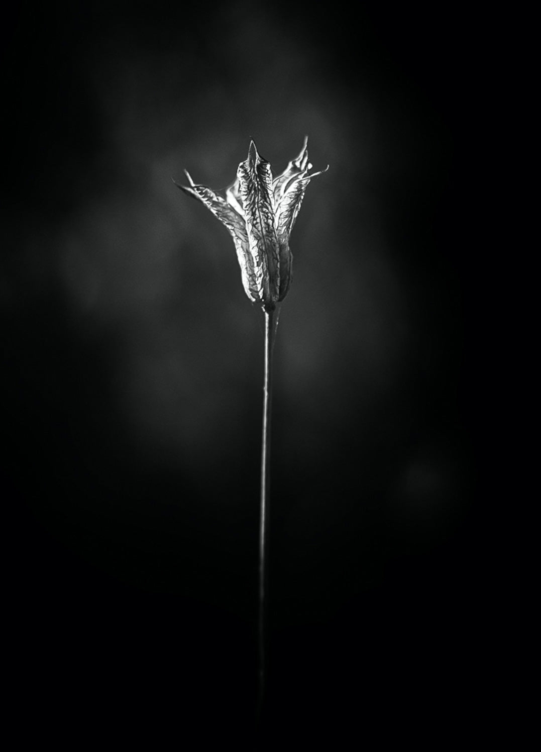 Canvastavla - Bloom in The Light