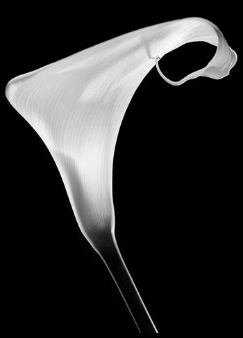 Poster - White Lily