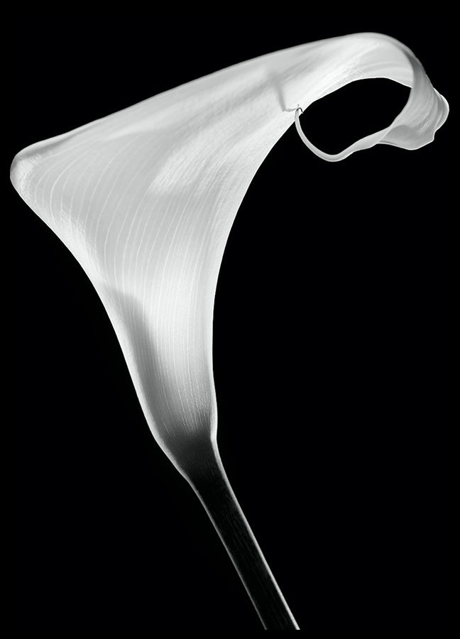 Poster - White Lily