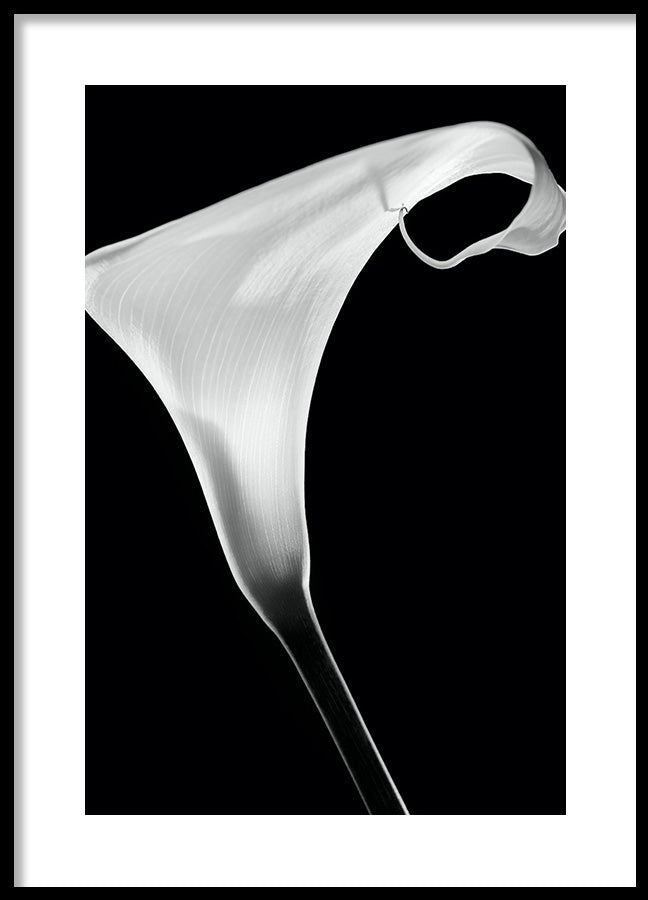 Poster - White Lily