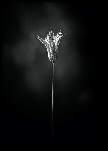 Poster - Bloom in The Light
