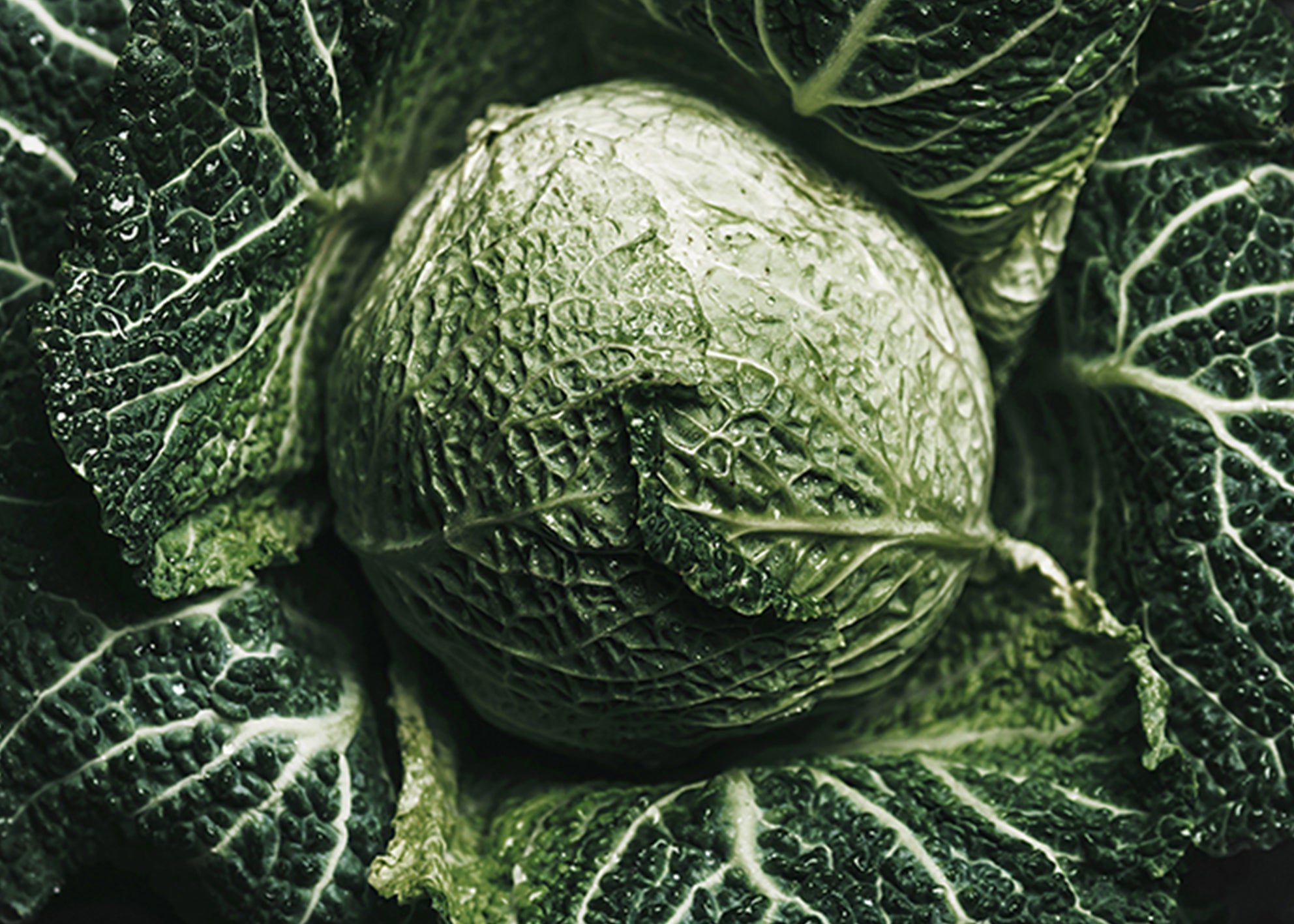 Canvastavla - Green Cabbage