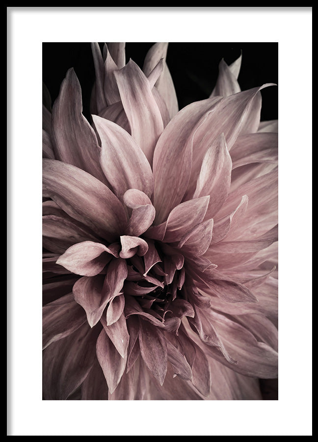 Poster - Floret