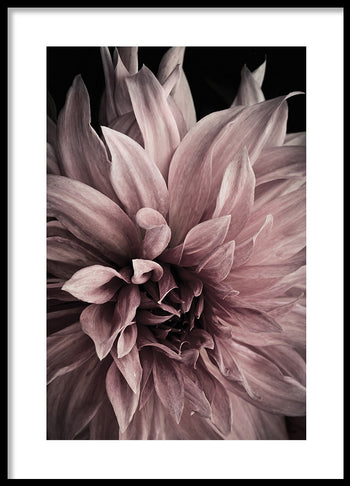 Poster - Floret