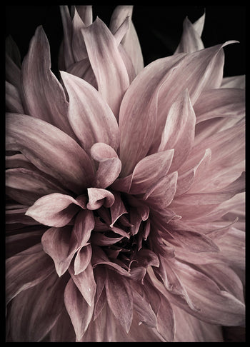 Poster - Floret