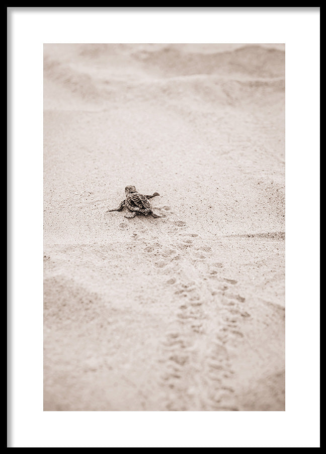 Poster - Race