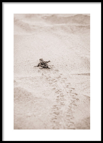 Poster - Race