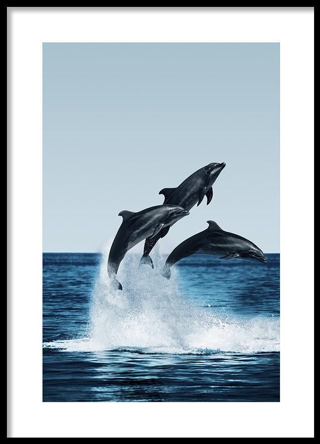 Poster - Dolphins