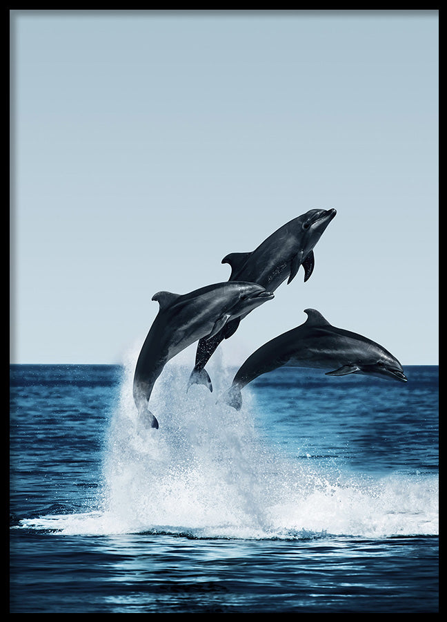 Poster - Dolphins