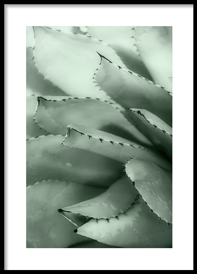 Poster - Lush