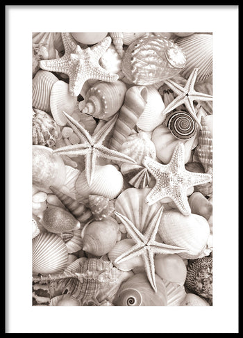 Poster - Sea Life