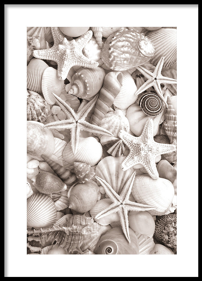 Poster - Sea Life