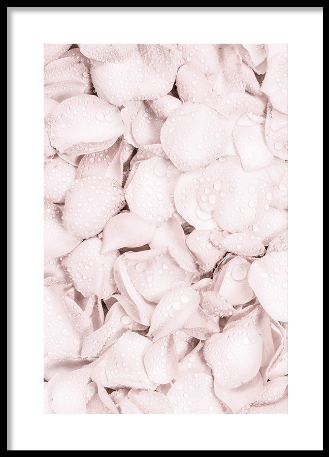 Poster - Blush