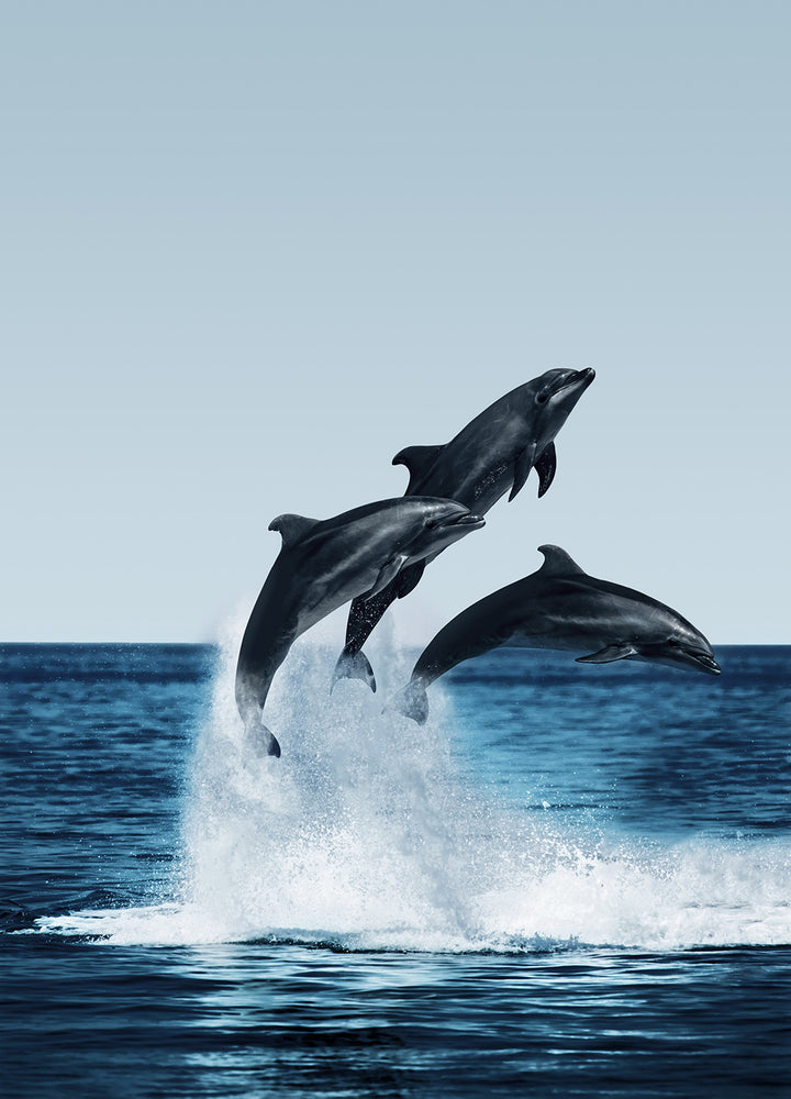 Tavla - Dolphins