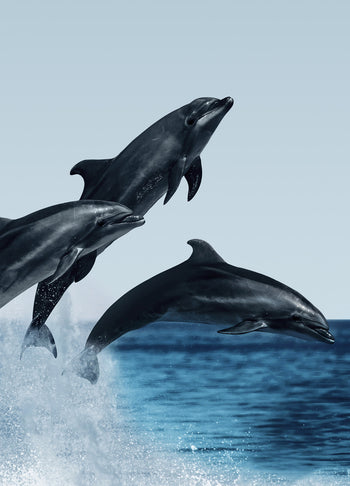 Tavla - Dolphins