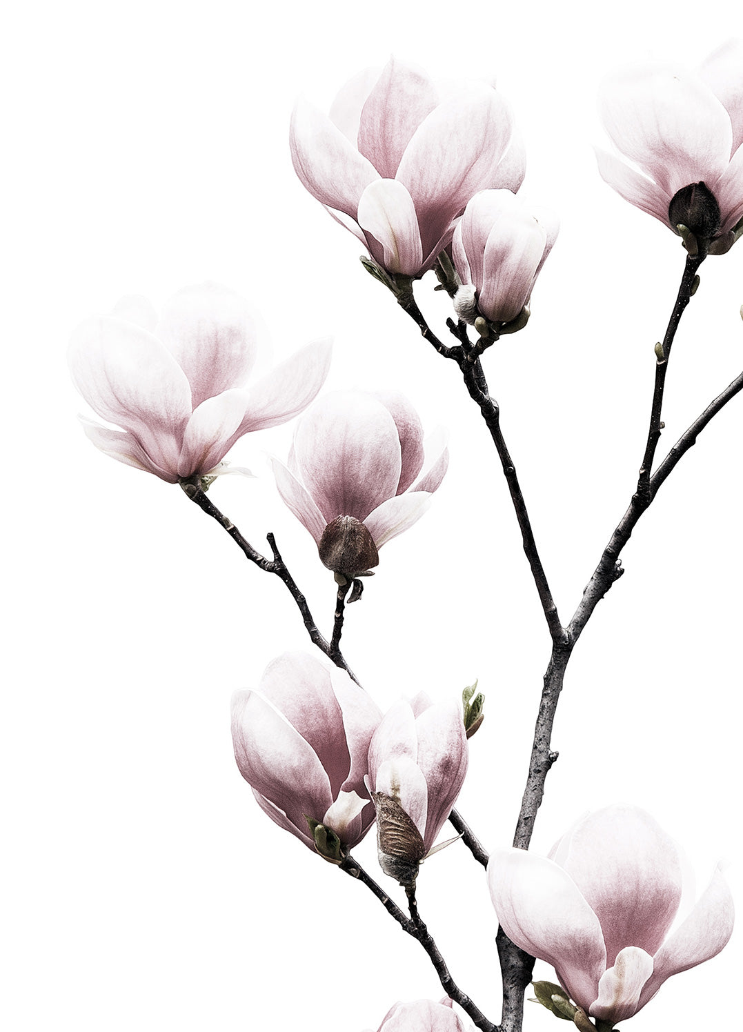 Canvastavla - Twig