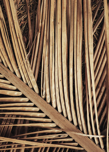 Tavla - Reed
