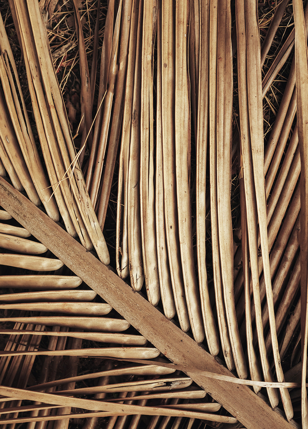 Tavla - Reed