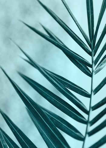 Tavla - Palm