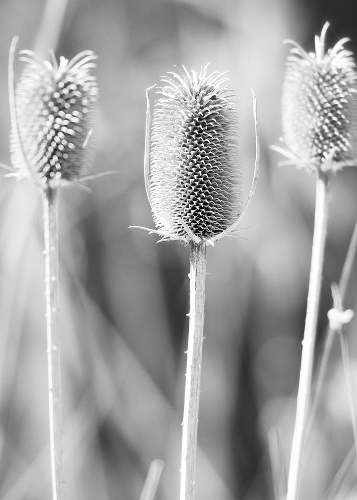 Canvastavla - Autumn Weeds