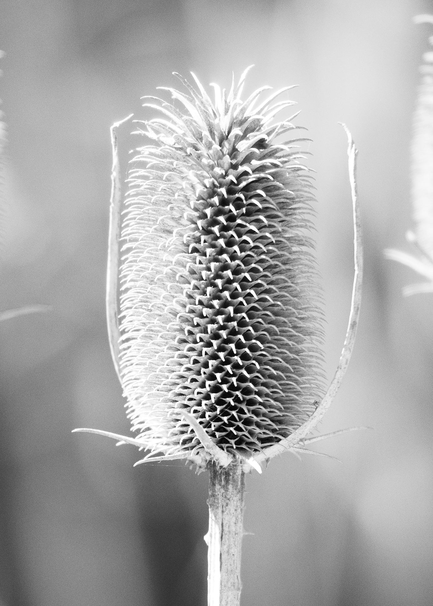 Canvastavla - Autumn Weeds
