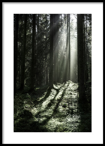 Poster - Sun Rays