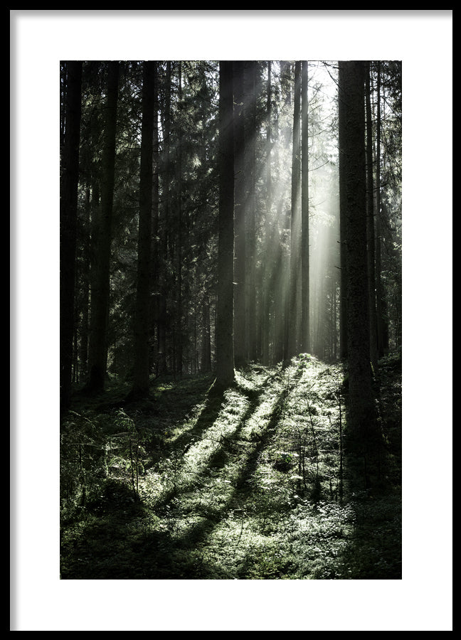 Poster - Sun Rays