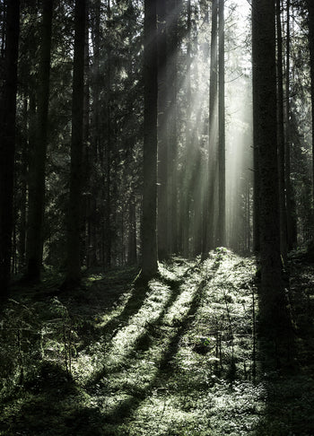 Poster - Sun Rays